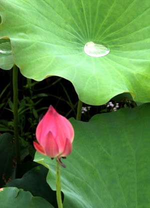 Hồn sen Việt ảnh 1