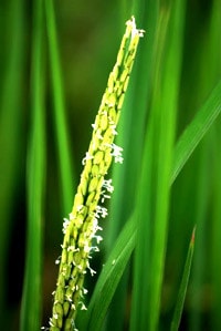 Hoa lúa - Sức sống mãnh liệt của hồn dân tộc ảnh 2