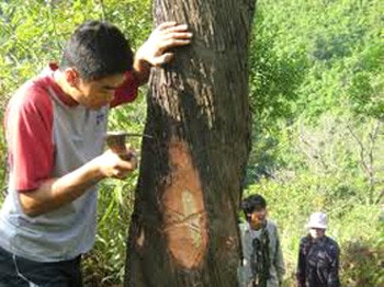 Bảo vệ rừng dựa vào luật tục - “ Đánh dấu cây” theo kinh nghiệm truyền thống của đồng bào Tày - không được chặt cây đã được đánh dấu! Nguồn: cirum.org