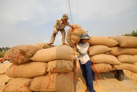 Xuất khẩu gạo 2011 Luật chơi mới, cơ hội mới ảnh 1