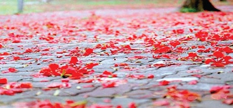 Khởi đầu đẹp... ảnh 2