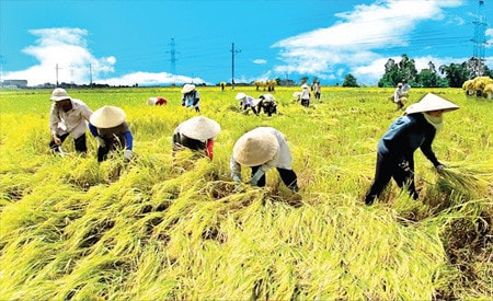 Hỗ trợ để nông dân gắn bó với cây lúa ảnh 1