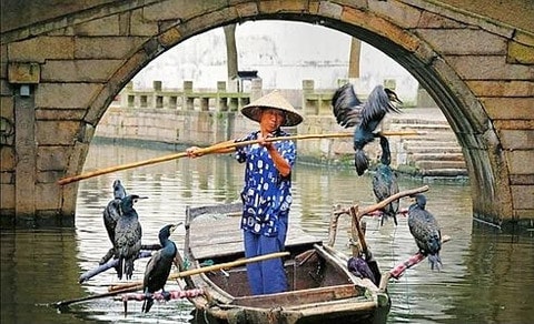 Ở Tây Đường, Venice Nhỏ của Trung Quốc, người ta vẫn đánh cá trên kênh rạch