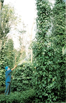 Tưới nước cho hồ tiêu