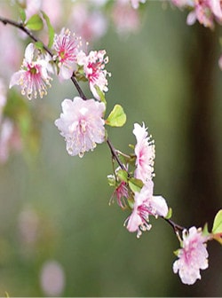 Mùa xuân đọc thơ tình dân tộc Tày ảnh 1