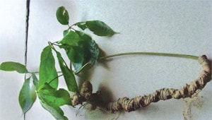 Nhân giống vô tính sâm Ngọc Linh ảnh 1
