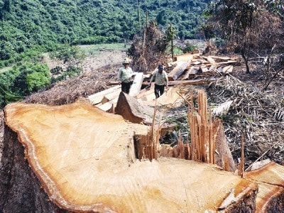 Bài 1: Mất rừng do thủy điện ảnh 1