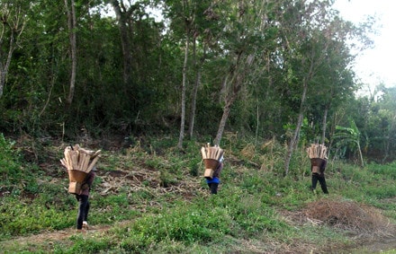 Bà con dưới chân núi Chư H’Lăm vào rừng tận thu cành cây gãy đổ