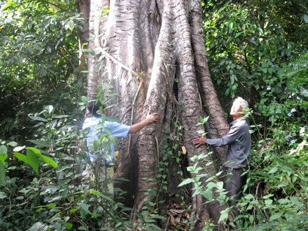 Cây đại thụ trong rừng Chư H’Lăm