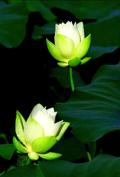 “Rũ bùn đứng dậy sáng lòa” - Nguyễn Đình Thi