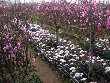 Bãi đào giờ đây không còn đào phai? Ảnh: Nguyễn Quang Tuấn
