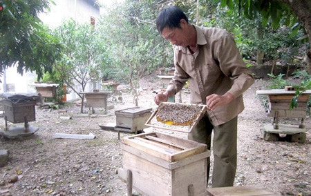 Vườn ong của gia đình anh Phạm Thanh Bình