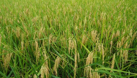 Lãng phí nguồn năng lượng từ phụ phẩm lúa gạo ảnh 1