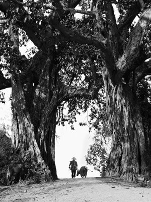 Làng quê Ảnh: Nguyễn Quang Tuấn