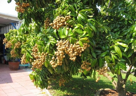 Bảo tồn và phát triển đặc sản của địa phương, thúc đẩy phát triển kinh tế bền vững ảnh 1