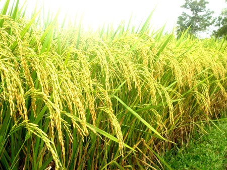 Nguồn: fcri.com.vn