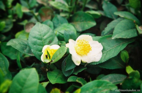 Vẻ đẹp của hoa chè