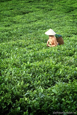 Cảnh thu hái chè mỗi buổi bình minh