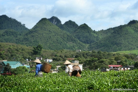 Ruộng chè dưới chân đồi