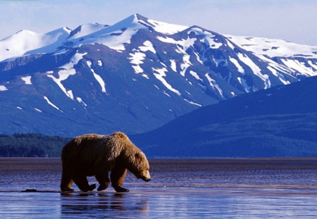 Nhật ký Alaska ảnh 2