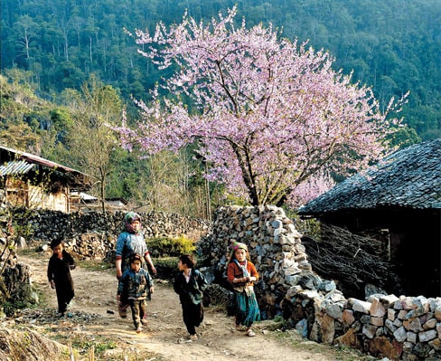 Cao nguyên mùa xuân Ảnh: Nguyễn Quang Tuấn