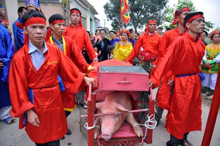 Nghi thức rước lợn Nguồn: laodong.com.vn