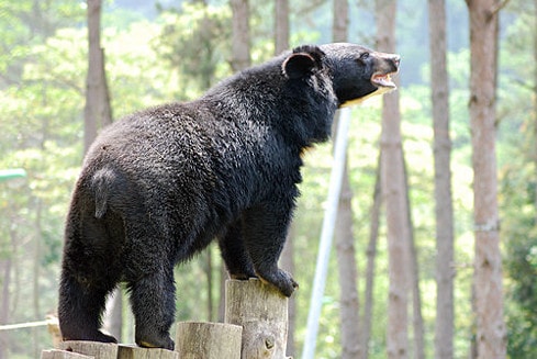 Nguồn: animalsasia.org