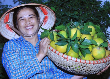 Niềm vui được mùa cam lòng vàng của nông dân Cao Phong, Hòa Bình