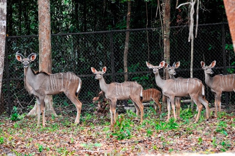 Vinpearl Safari sở hữu bộ sưu tập động vật quy mô hàng đầu Việt Nam - trong hình là Linh dương Kudu