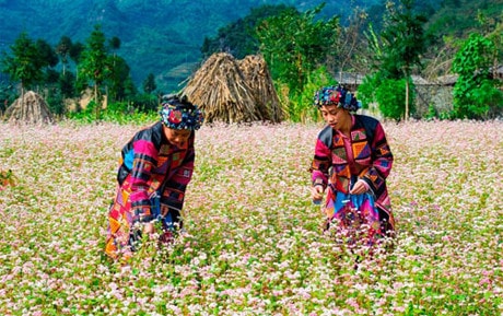 Lễ hội hoa Tam giác mạch lần đầu tổ chức đã thu hút hàng nghìn du khách đến với Hà Giang