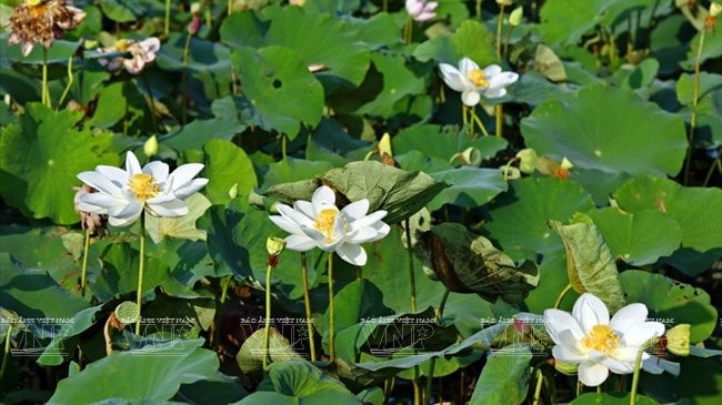 Ảnh minh họa Nguồn: Báo ảnh Việt Nam