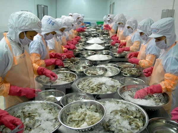 Chế biến tôm đông lạnh xuất khẩu Nguồn: TTXVN