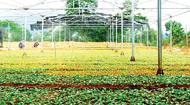 Vườn ươm cây giống của hợp tác xã Ngàn Hoa