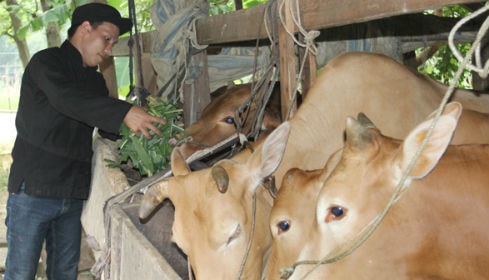Mô hình chăn nuôi bò của Giàng Mí Páo
