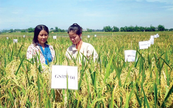 Lai tạo giống lúa thích ứng BĐKH ở Sóc Trăng