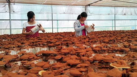 Mô hình trồng nấm linh chi của Trung tâm ứng dụng, chuyển giao tiến bộ KHKT tỉnh Hòa Bình. (Ảnh: T. Cường)