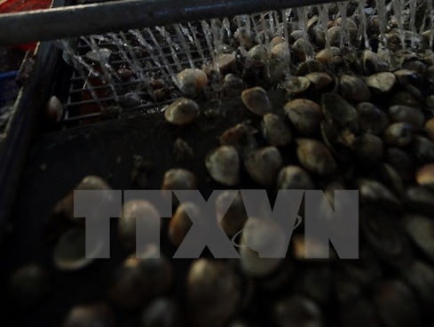 (Ảnh minh họa: Danh Lam/TTXVN)