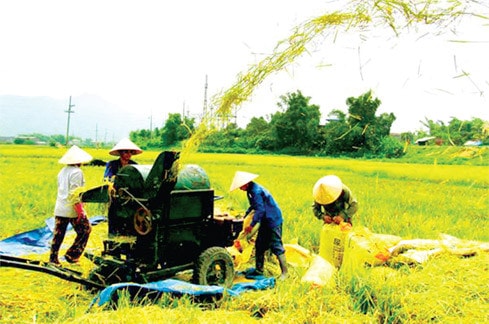 Những cánh đồng mẫu lớn sau thực hiện dồn điền đổi thửa