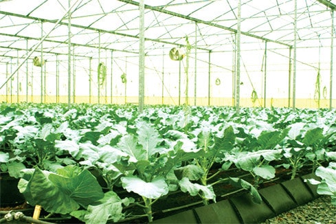 Ứng dụng công nghệ cao trong sản xuất nông nghiệp