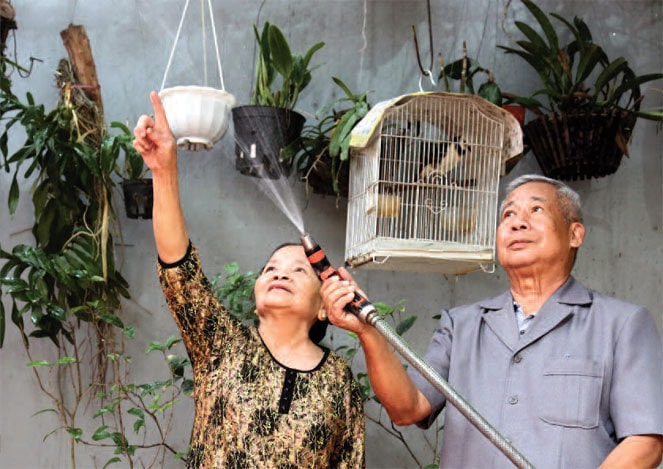 Khi bà Tiến tròn 70 tuổi, ông Vạn làm tặng bà giàn phong lan - loài hoa yêu thích của cả 3 người