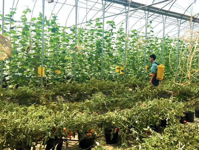 Mô hình trồng rau trong nhà lưới của Công ty Cổ phần sản xuất và xuất nhập khẩu Việt Phúc tại xã Thanh Đa, huyện Phúc Thọ Ảnh: Đào Cảnh
