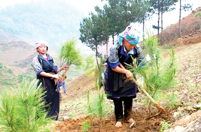 Bà con dân tộc Mông đang trồng rừng tại Văn Chấn, Yên Bái Ảnh: Phương Anh
