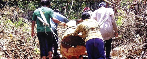 20% lượng gỗ tại Indonesia bị khai thác trái phép bởi người dân sinh sống nhờ rừng