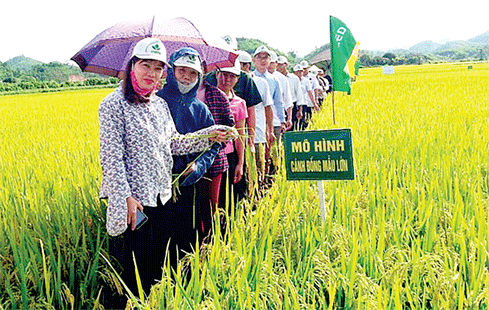 Nguồn: ITN