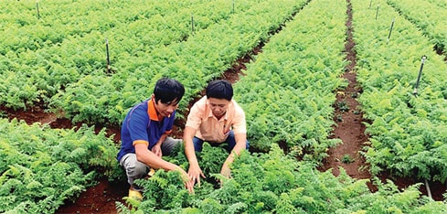 Tái cơ cấu nông nghiệp phải dựa trên gỡ bỏ rào cản về đất đai