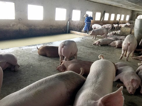 Trang trại lợn của công ty được vệ sinh thường xuyên Ảnh: Xuân Việt