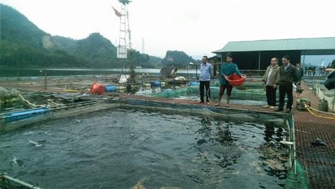 Cá VietGAP Long Giang