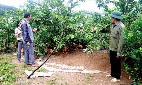 Mô hình nuôi gà Tiên Yên của hộ gia đình ông Vi Văn Thắng, thôn Ngàn Mèo Dưới, xã Lục Hồn, Bình Liêu