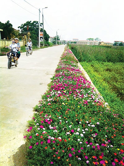 Những con đường hoa ở xã Minh Tân, huyện Phú Xuyên, Hà Nội Ảnh: Đào Cảnh