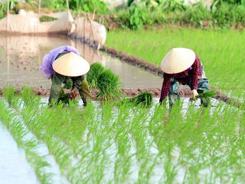 Ảnh minh họa: Phạm Kiên/TTXVN